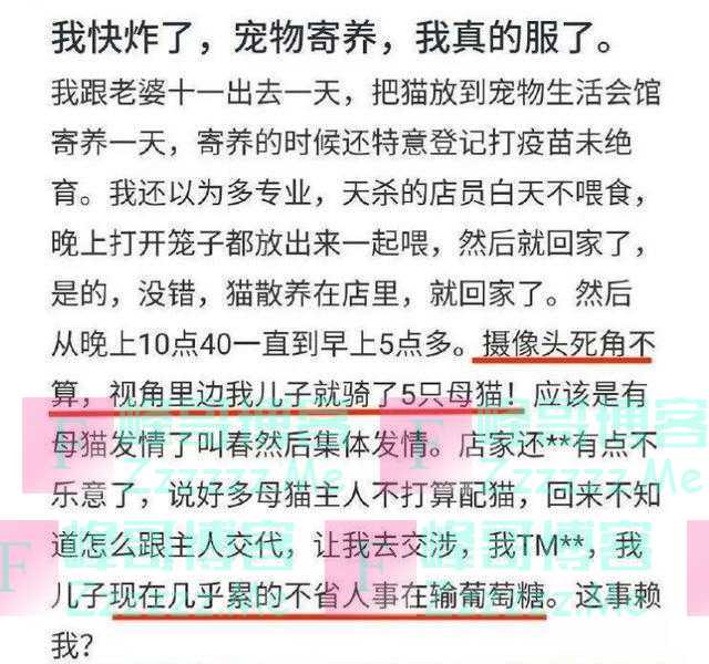 这只猫火了!“一夜五X”累到住院,网友:猫生巅峰