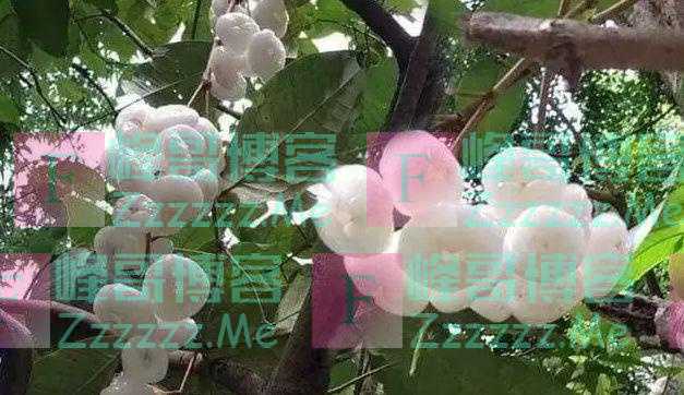 南方这“杂交”水果火了！比蜂蜜还甜，卖60元一斤，却少有人吃过