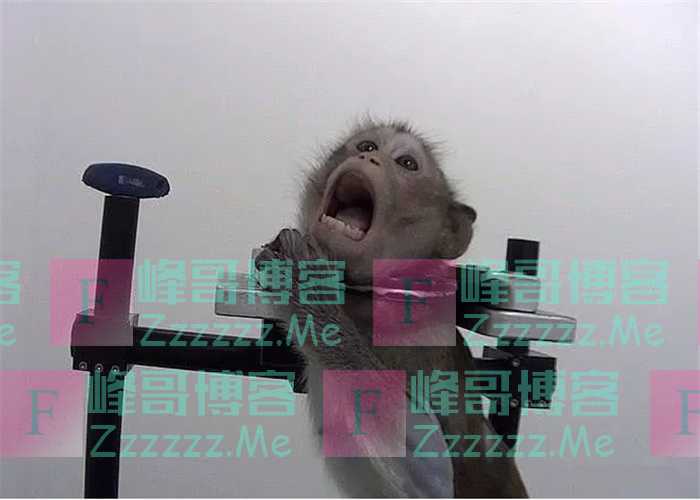 活体动物做实验的实验室,被钳住脖子的猴子,插入喉管的比格犬!