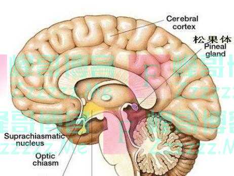 人类第三只眼为啥被封？俄科学家：它可未卜先知，有人不许！