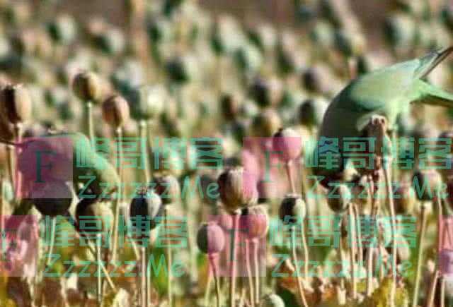 鹦鹉疯狂偷吃，肆虐印度罂粟田，许多鹦鹉因此成瘾！