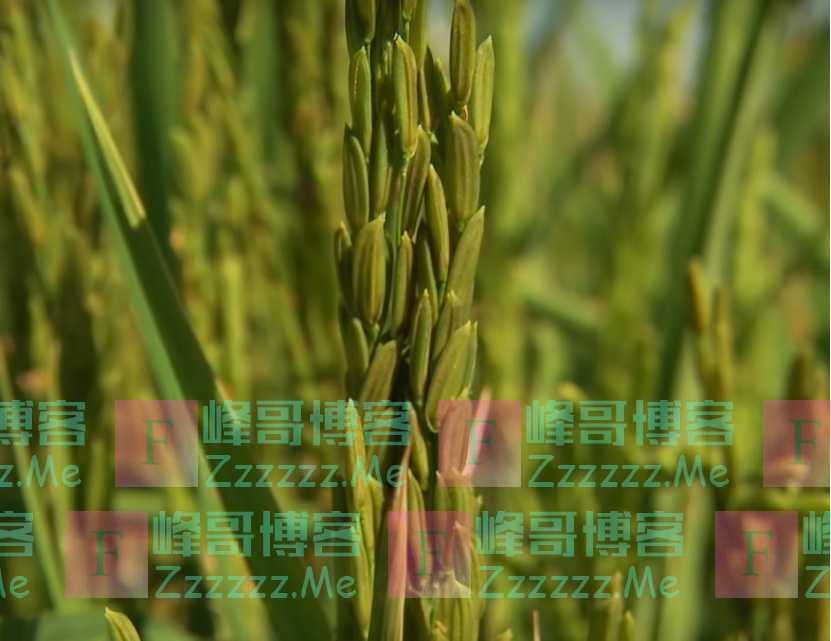 继蝗虫后又一虫害预警：草地贪夜蛾已入侵！中国全力防控降低损失