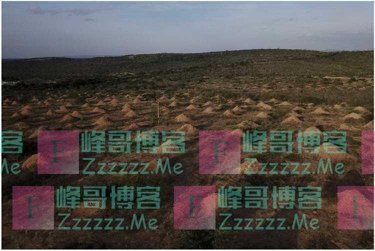 繁衍3800年的白蚁老巢，面积足有英国那么大，简直逆天了
