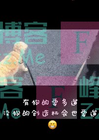 已经遛我38次了!西班牙限行后,主人为了出门把狗都遛瘫了
