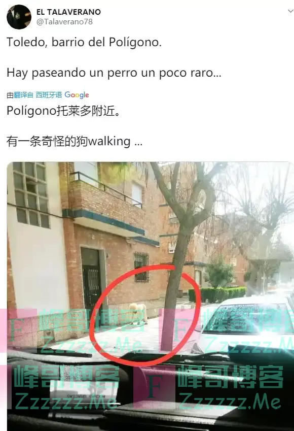西班牙封城出不去，一男子假扮成狗出门散步！这脑洞我也是服了