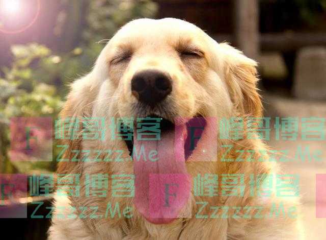 养狗的快乐分等级,5级主人最幸福,你是几级?