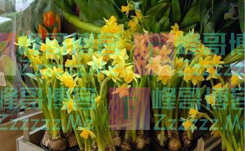 大妈偷邻居“洋水仙”包饺子，孙子中毒后，要求邻居赔偿50万