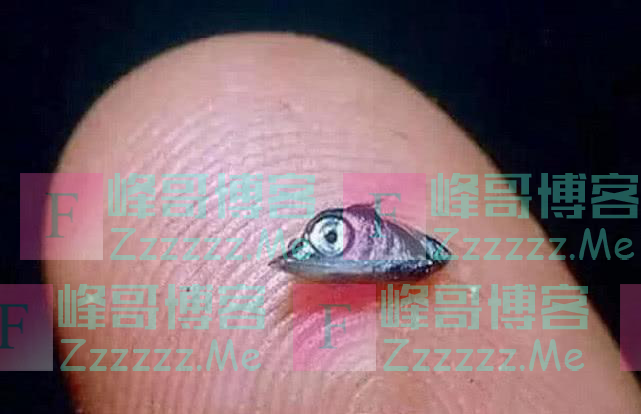 比熊猫反差更大的动物，幼崽没有筷子粗，长大后却比成年人还壮