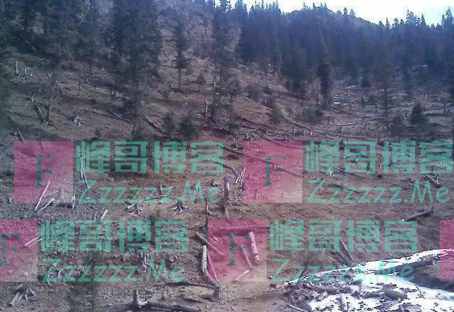 参天大树被砍,非洲原始森林正在消失,当地人称大部分卖给了中国