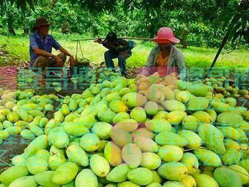 中国即将恢复越南芒果进口，海南芒果面临滞销