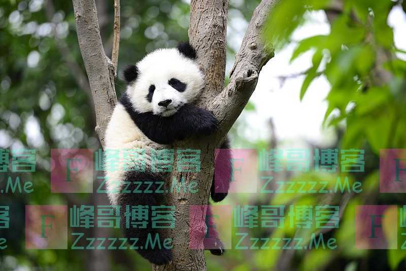 熊猫也“失业”？疫情导致竹子断供，加拿大忍痛提前送回熊猫