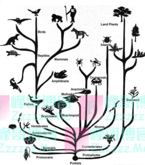 达尔文的《进化论》，这几年似乎被推翻了？病毒控制着基因发展？