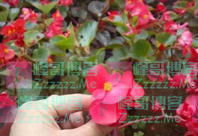 养花就养3种花，随便养养就爆盆，一开300多天，全年不断花！