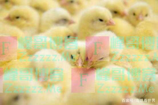 联合国：中国不可怕，可怕的是中国用5亿只鸡解决了世界难题