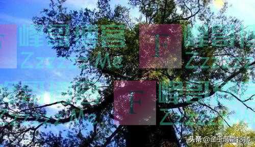 全世界最珍贵的树：全球仅存一棵，365天都有警卫把守，就在中国