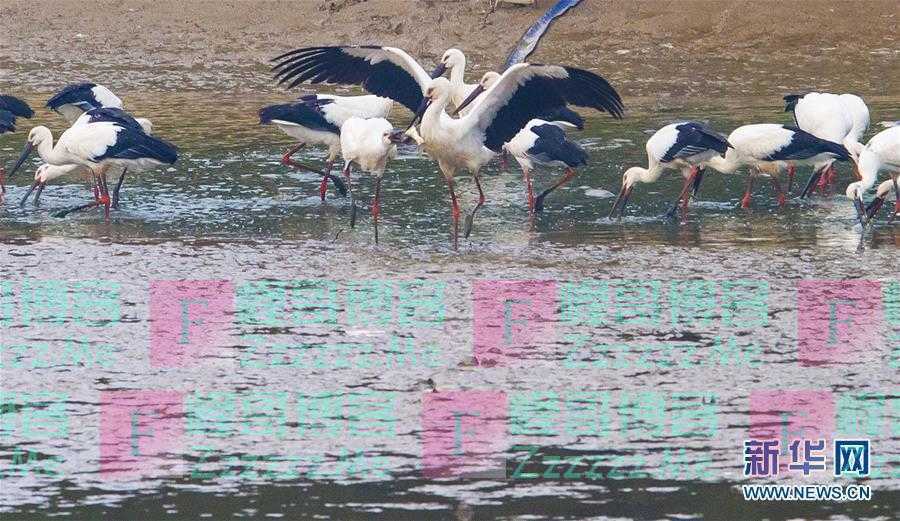 习近平关心湿地保护的故事