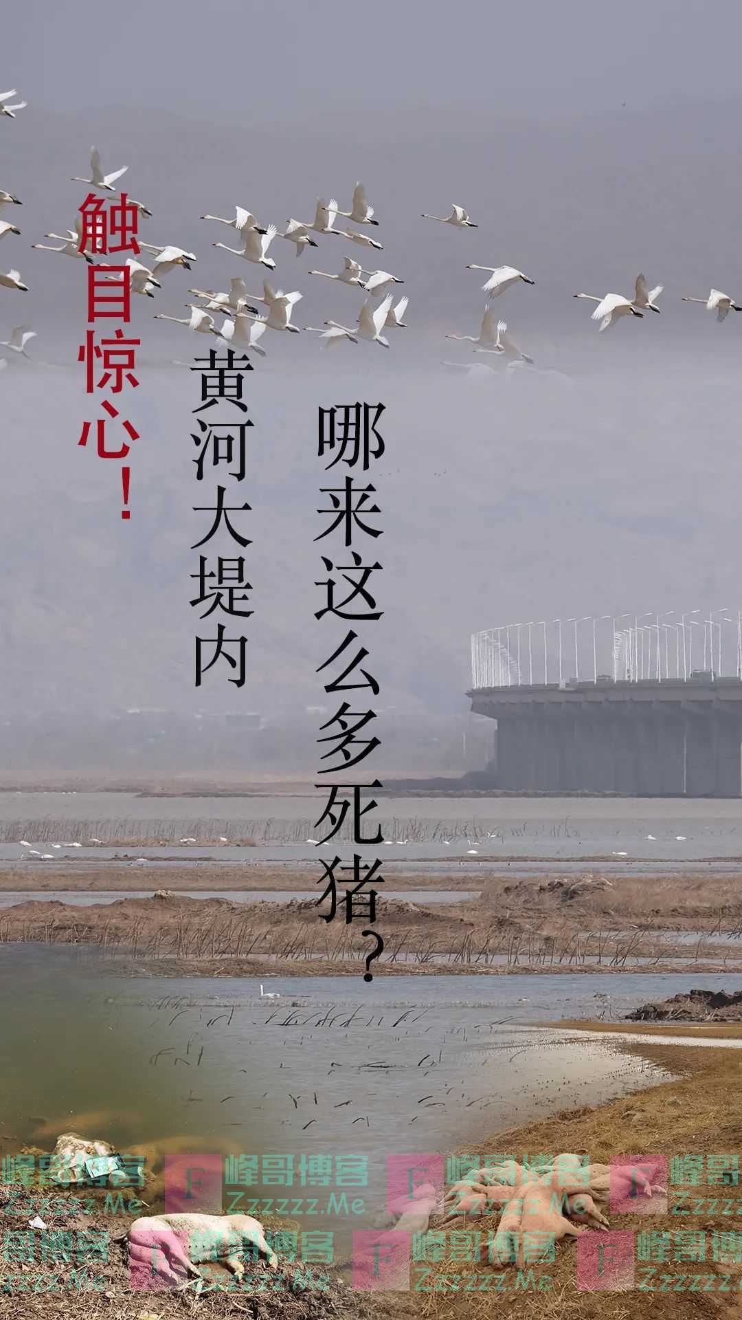 触目惊心!黄河大堤内多处现大量死猪,有的已风化成骨架
