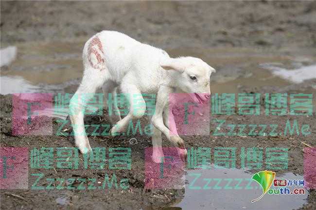 土耳其小羊羔天生长有六条腿 不影响正常行走