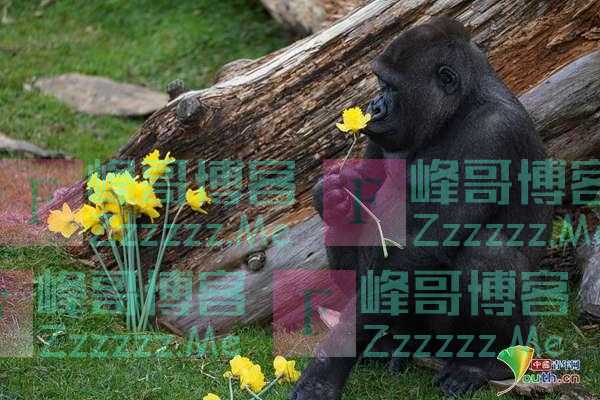 大猩猩获赠水仙花礼物 细嗅花香表情陶醉