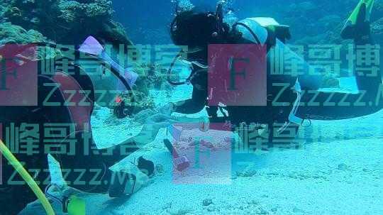男子在10米深水下浪漫求婚 将戒指系在蛤蜊壳上