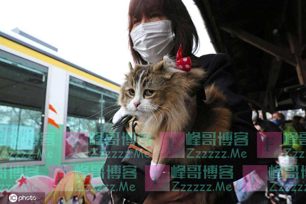 和人类抢饭碗！日本福岛县车站猫咪“服务员”上岗