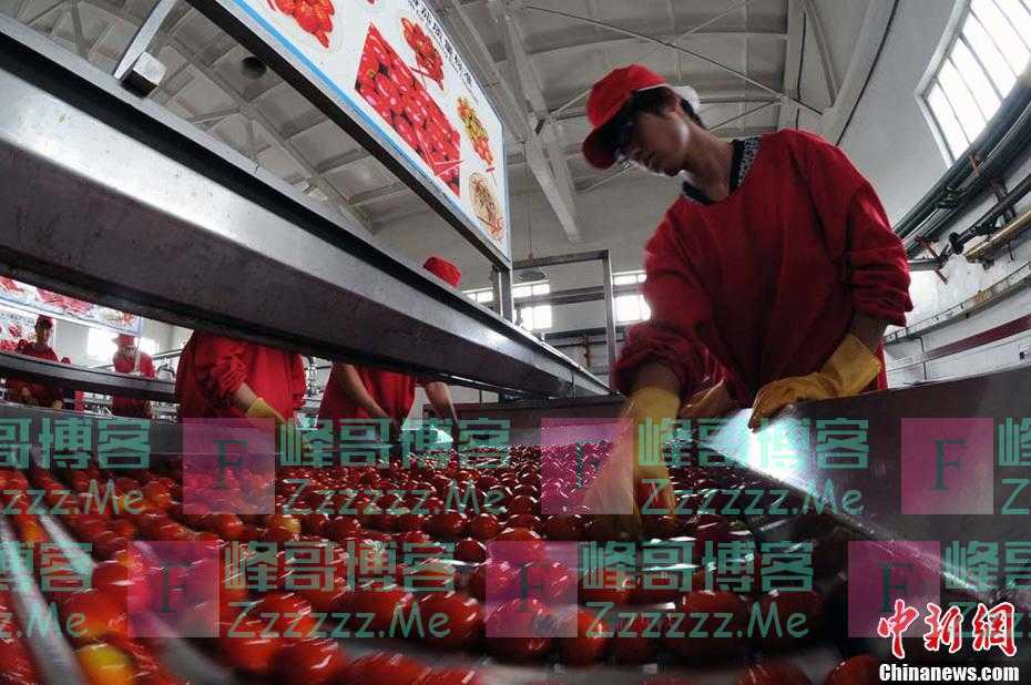 继新疆棉花后,新疆番茄又被他们盯上了!