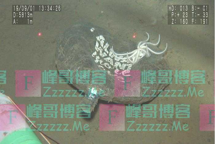 日本科学家发现北太平洋深海海底的残骸以一次性塑料为主