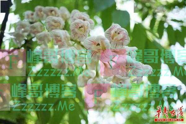 濒危植物欣赏：罕见“国宝级植物”伯乐树花期正当时！
