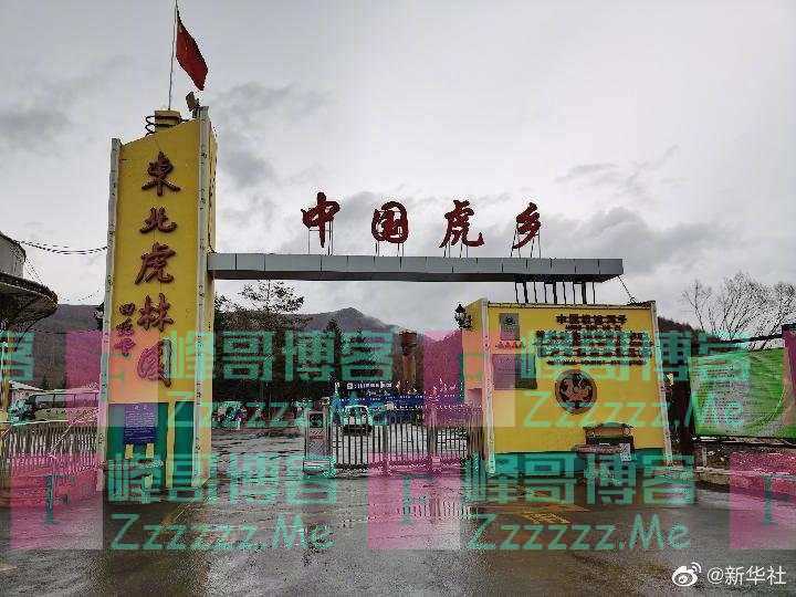 追踪丨进村东北虎已被送至饲养繁育中心 目前状态良好