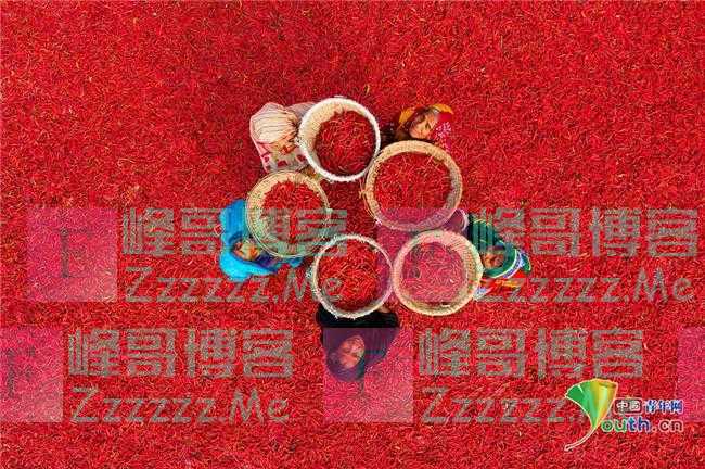 孟加拉女工烈日下撑伞分拣辣椒 好似步入红色海洋
