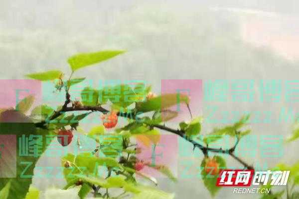 “三月萢”熟了，快去品尝山珍美味