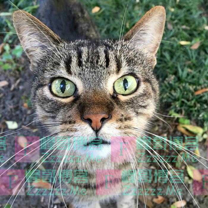 胡须模拟让人们对哺乳动物的神秘触觉有了新的认识