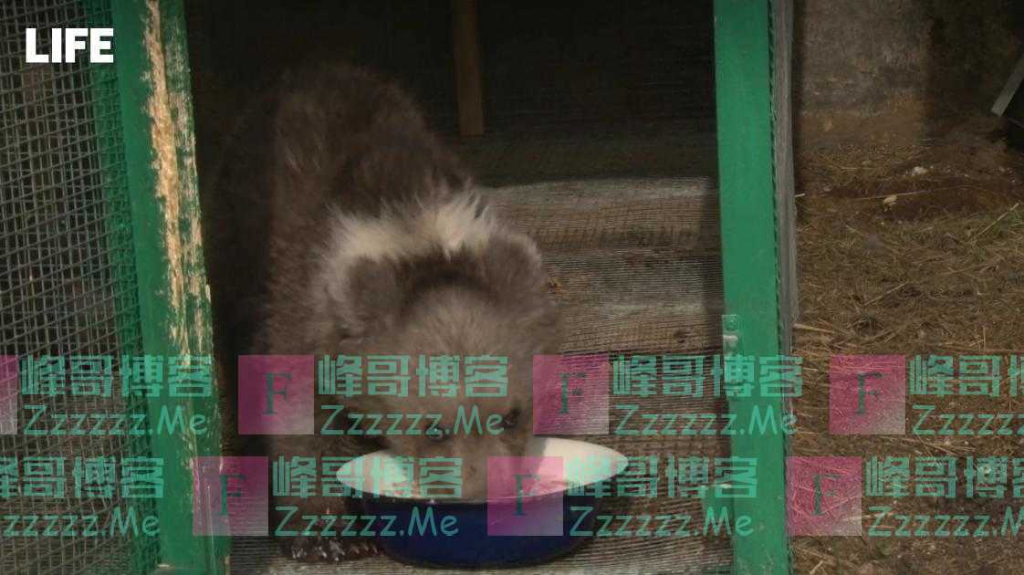 俄罗斯一家人郊外捡到“小狗崽” 收养后发现是只熊