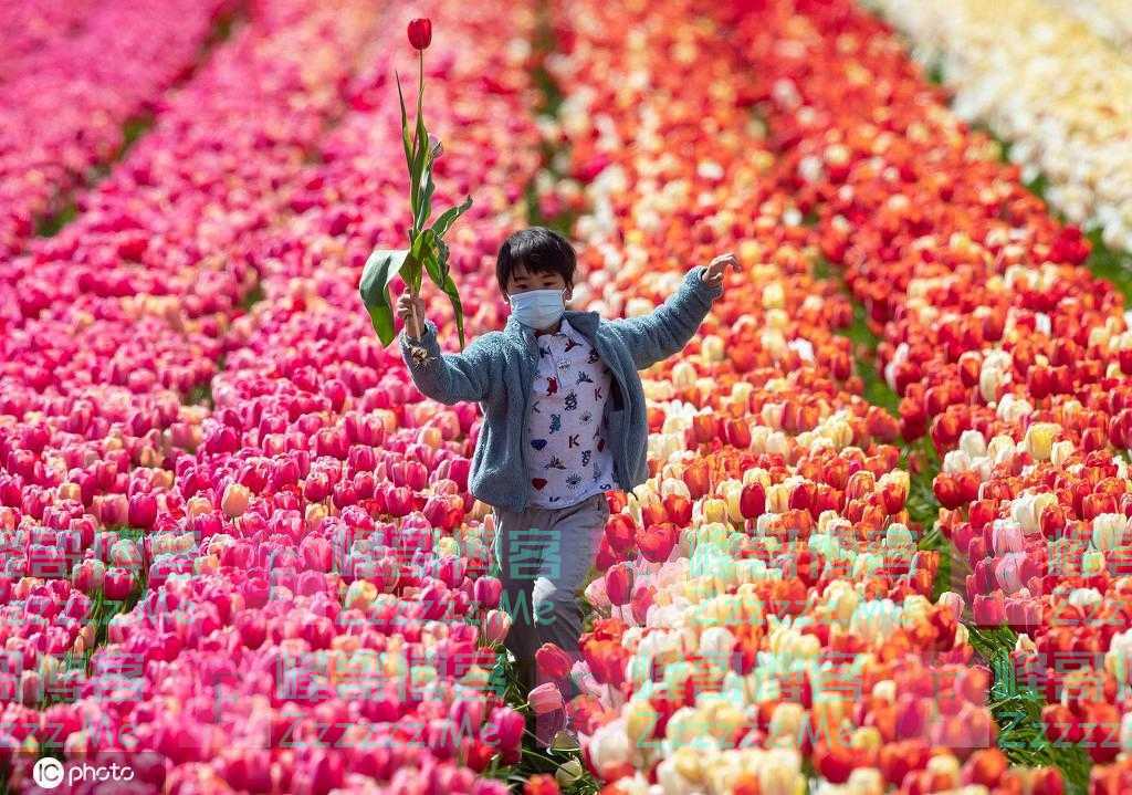 加拿大春日风光好 孩童郁金香花海中撒欢