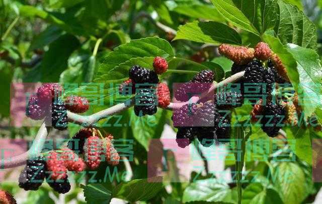 科普｜吃桑葚干可以解酒？桑葚上市，谣言也来了