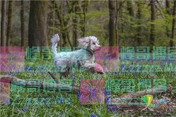 英国萨里郡风景美如画 狗狗在风信子丛中撒欢