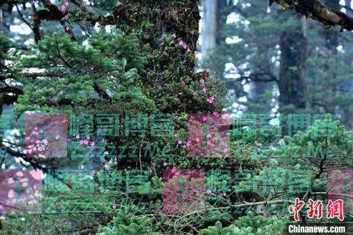 四川瓦屋山原始森林中绽放的树生野杜鹃