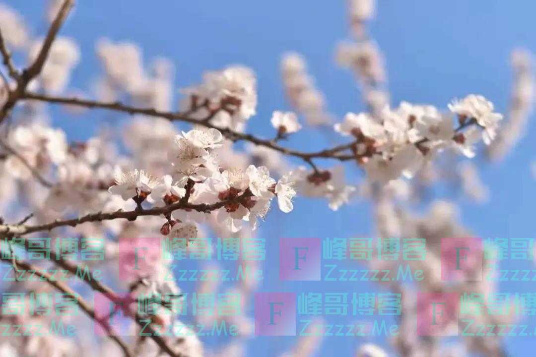 何为春日？阳光春色，还有歌声