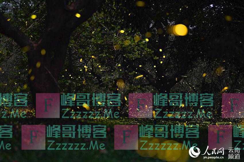 来云南西双版纳 邂逅浪漫萤火虫