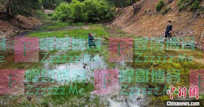 浙江杭州发现数亿年前植物活化石中华水韭