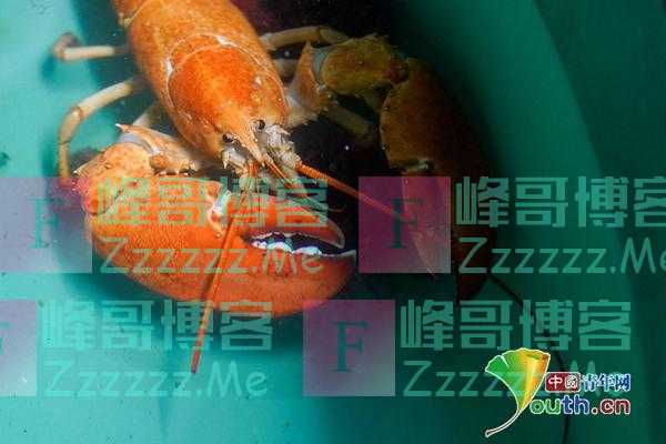 男子从鱼贩手中救下罕见大龙虾 已在水族馆安家