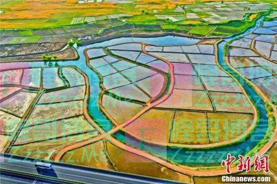 祁连山下的水稻美景 千亩稻田似画卷