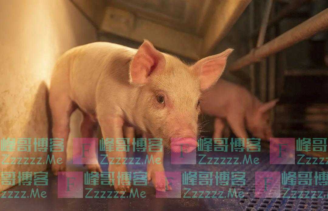 产能恢复超预期，生猪养殖盈利遇双向挤压