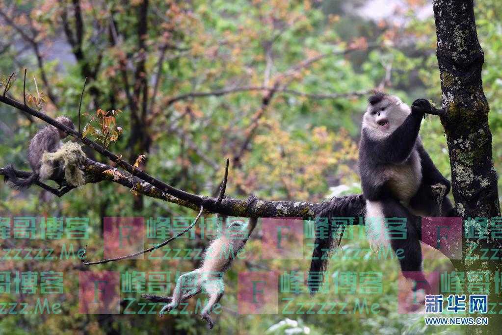 云南：绘就绿意盎然的“诗和远方”