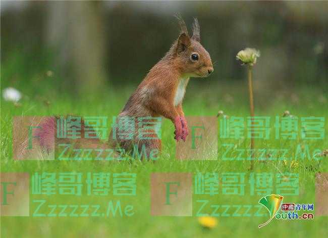 治愈系！英国红松鼠闻花香萌态十足