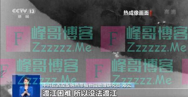 亚洲象群因江水上涨渡江失败滞留西双版纳热带植物园