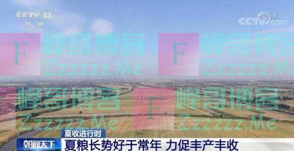 夏粮长势好于常年 各主产区多措并举力促丰产丰收