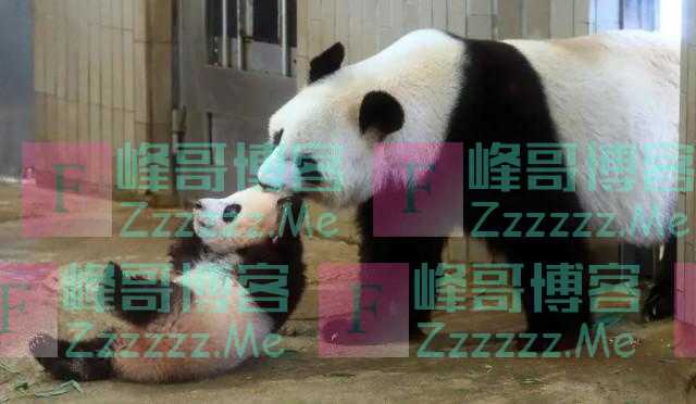 旅日大熊猫真真疑似怀孕 附近中餐馆股票大涨