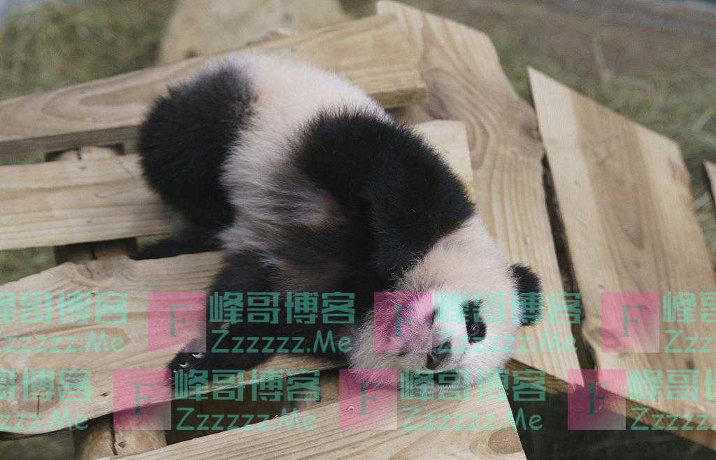 休息片刻！动物圈内也流行佛系“躺平”