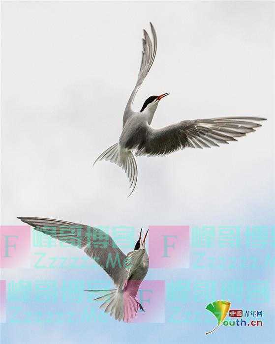 燕鸥空中搏斗争夺领地 完美展示优雅身姿